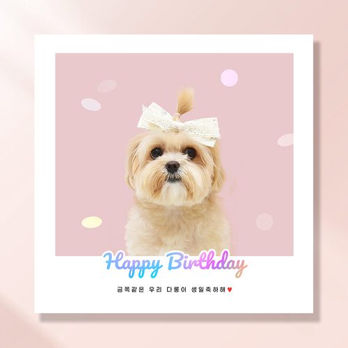 강아지 생일파티 고양이 용품 반려동물 돌상 현수막 가랜드 고깔모자 애견 세트 PB223