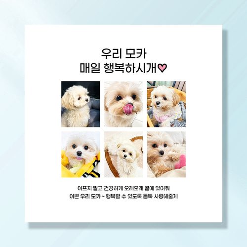 강아지 생일파티 고양이 용품 반려동물 돌상 현수막 가랜드 고깔모자 애견 세트 PB225