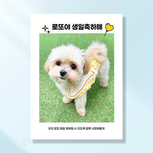 강아지 생일파티 고양이 반려동물 돌잔치상 생일현수막 가랜드 고깔모자 애견 세트 PC224