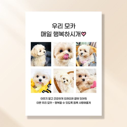 강아지 생일파티 고양이 용품 반려동물 돌상 현수막 가랜드 고깔모자 애견 세트 PC225